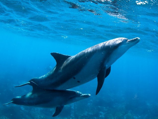 鯨豚擱淺救援緊急處理流程的「三要四不」原則