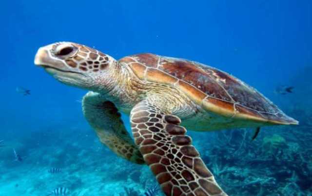 全球海龜保育與研究，刻不容緩！