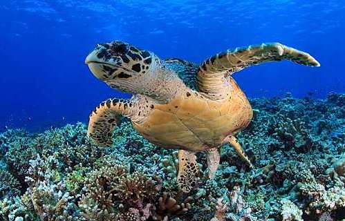 守護海洋生態，為海龜構築一個安全的家