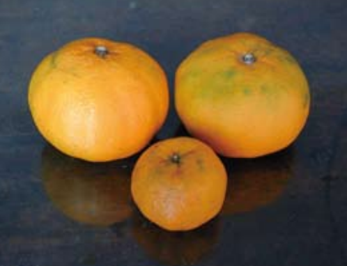 最大柑橘在台灣