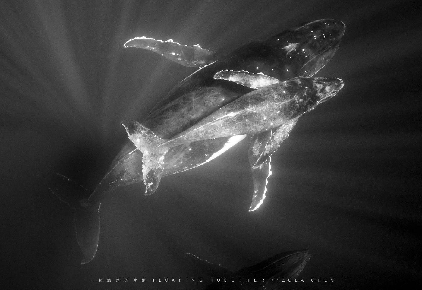 海中巨獸─鯨豚