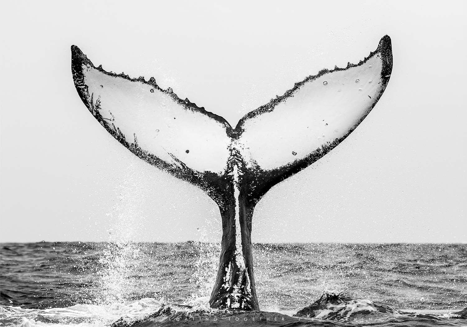 巨鯨的水下攝影