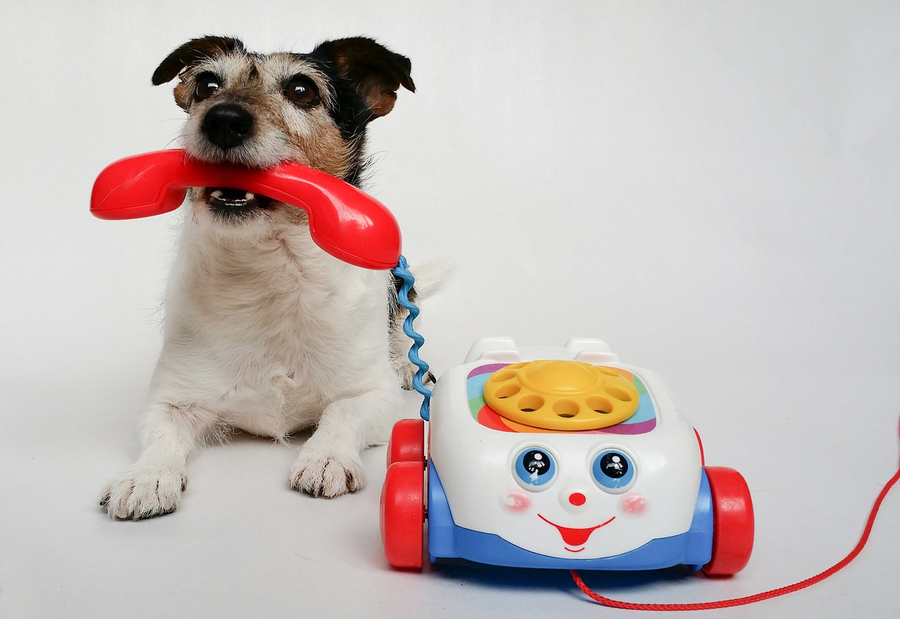 可愛的發明:寵物電話