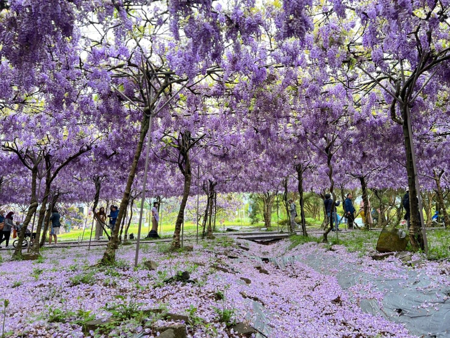 紫藤花咖啡園、陽明山花季一日遊