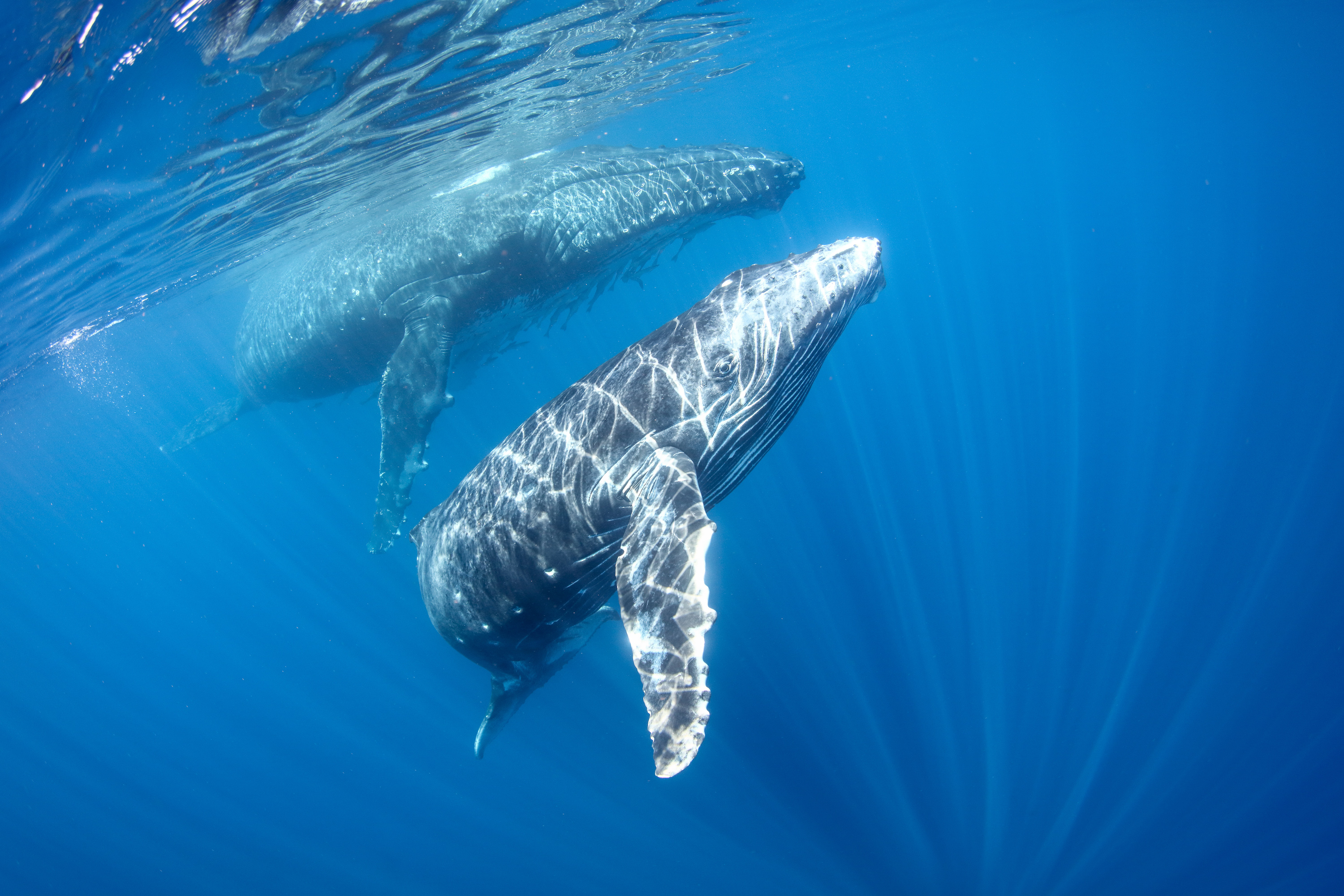 國外對鯨豚的保育政策