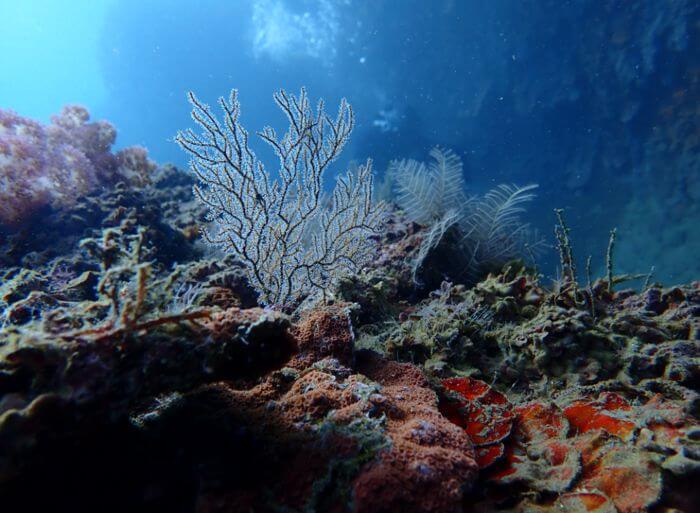 台灣珊瑚礁體檢12年 海洋生態紅綠燈示警