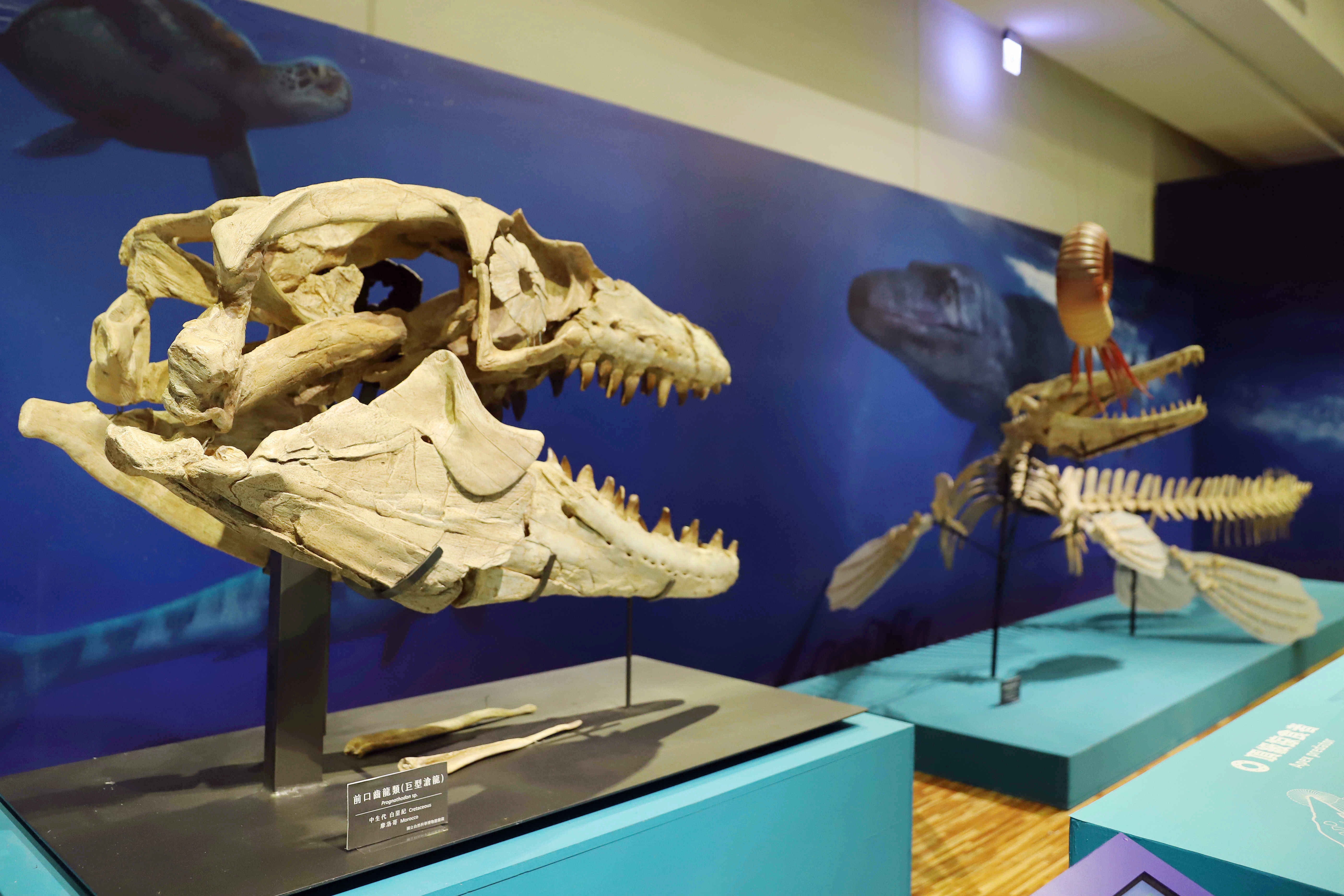 《水怪特展》跨時空一探史前水棲爬行動物