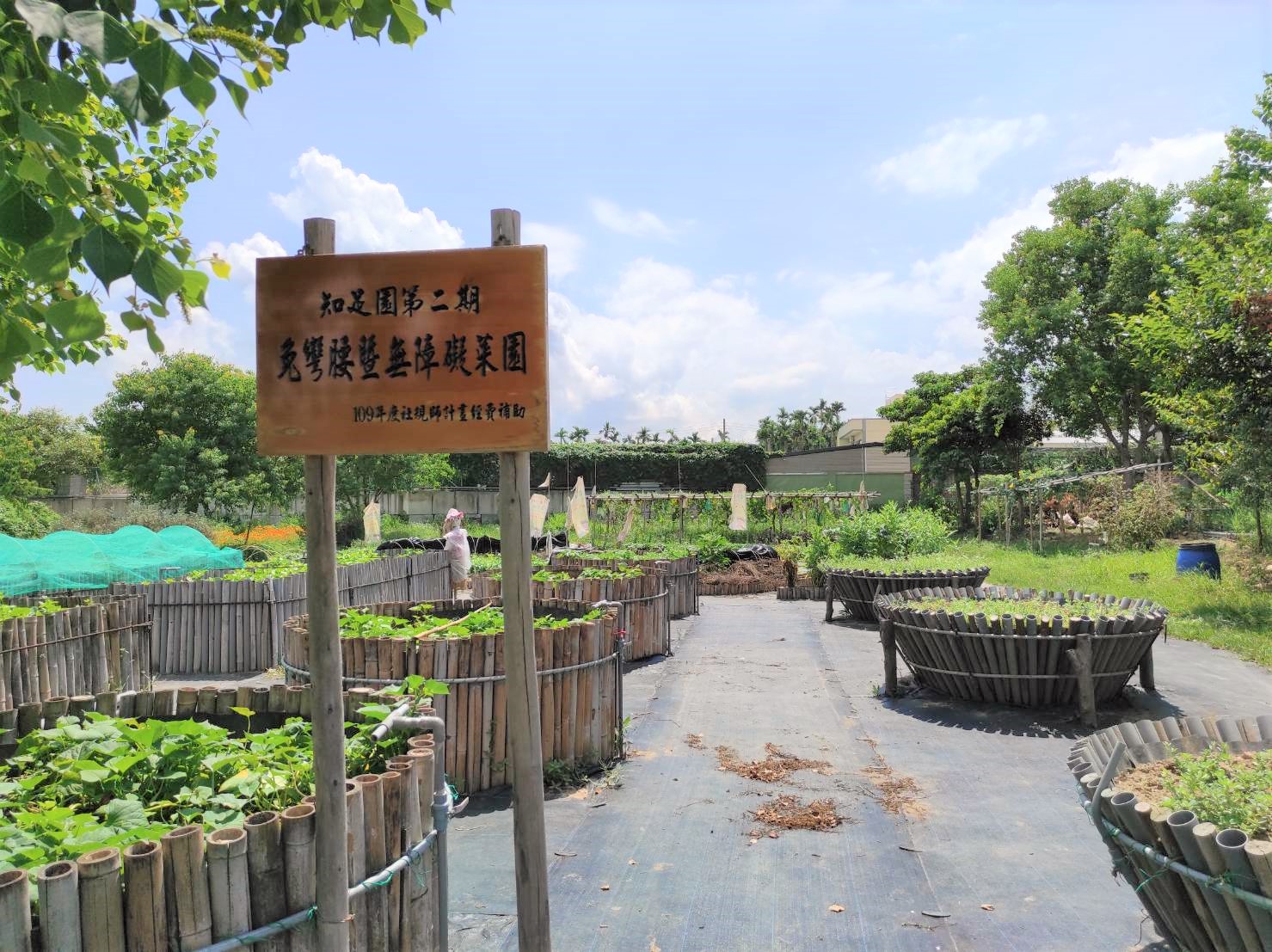 新埔內立社區「免彎腰菜園」異國植物夯，自己的香料自己種