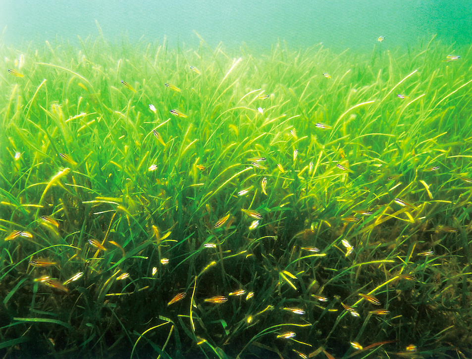 海草床儲碳的秘密