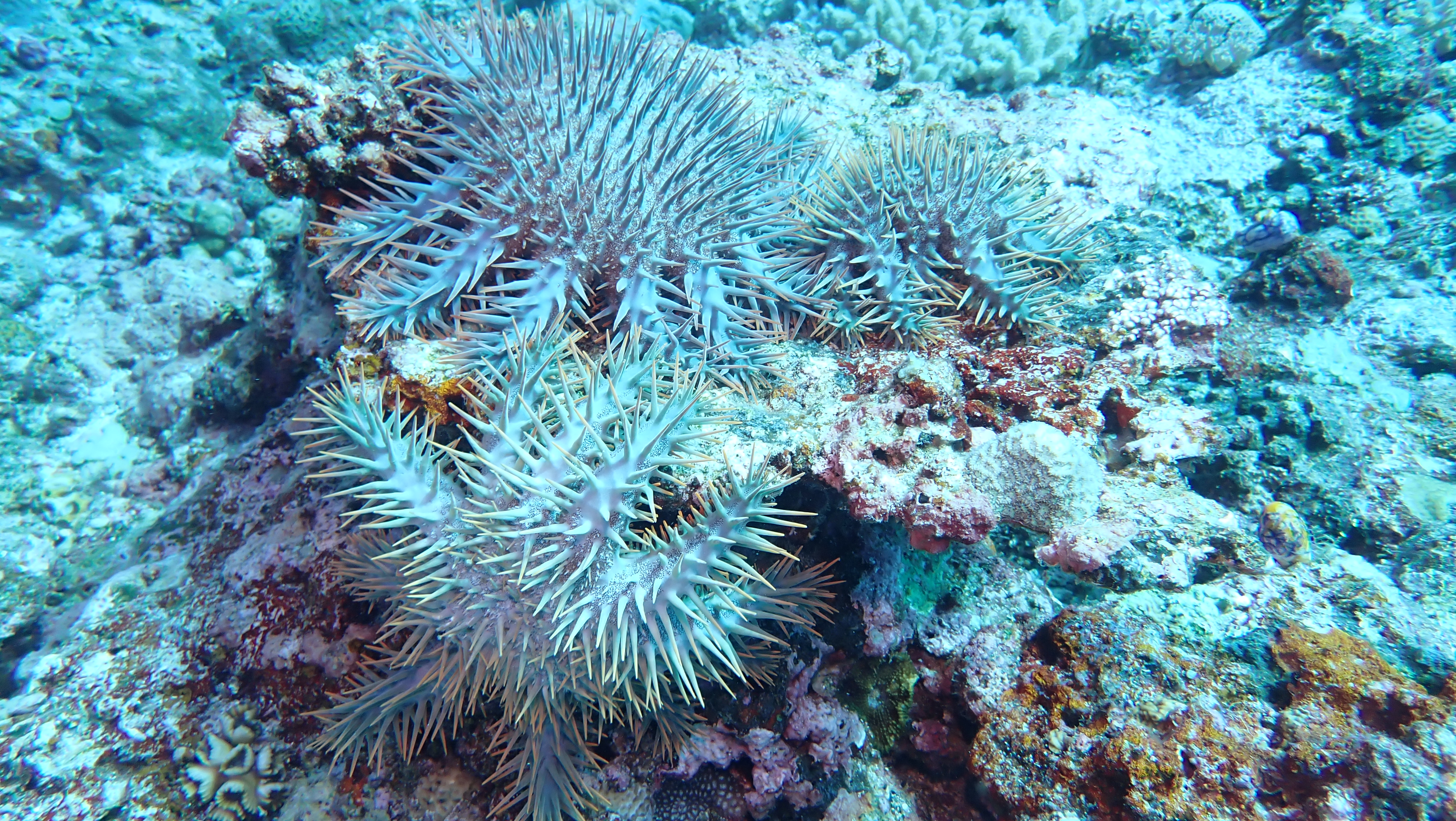 獵殺太平島珊瑚殺手─棘冠海星