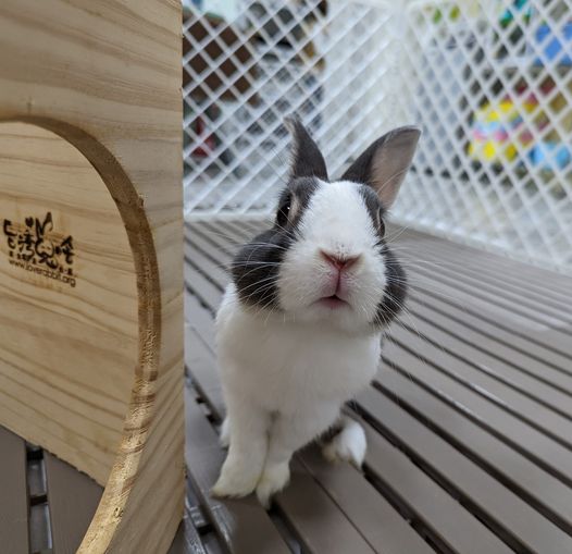 兔兔不是只有可愛而已！