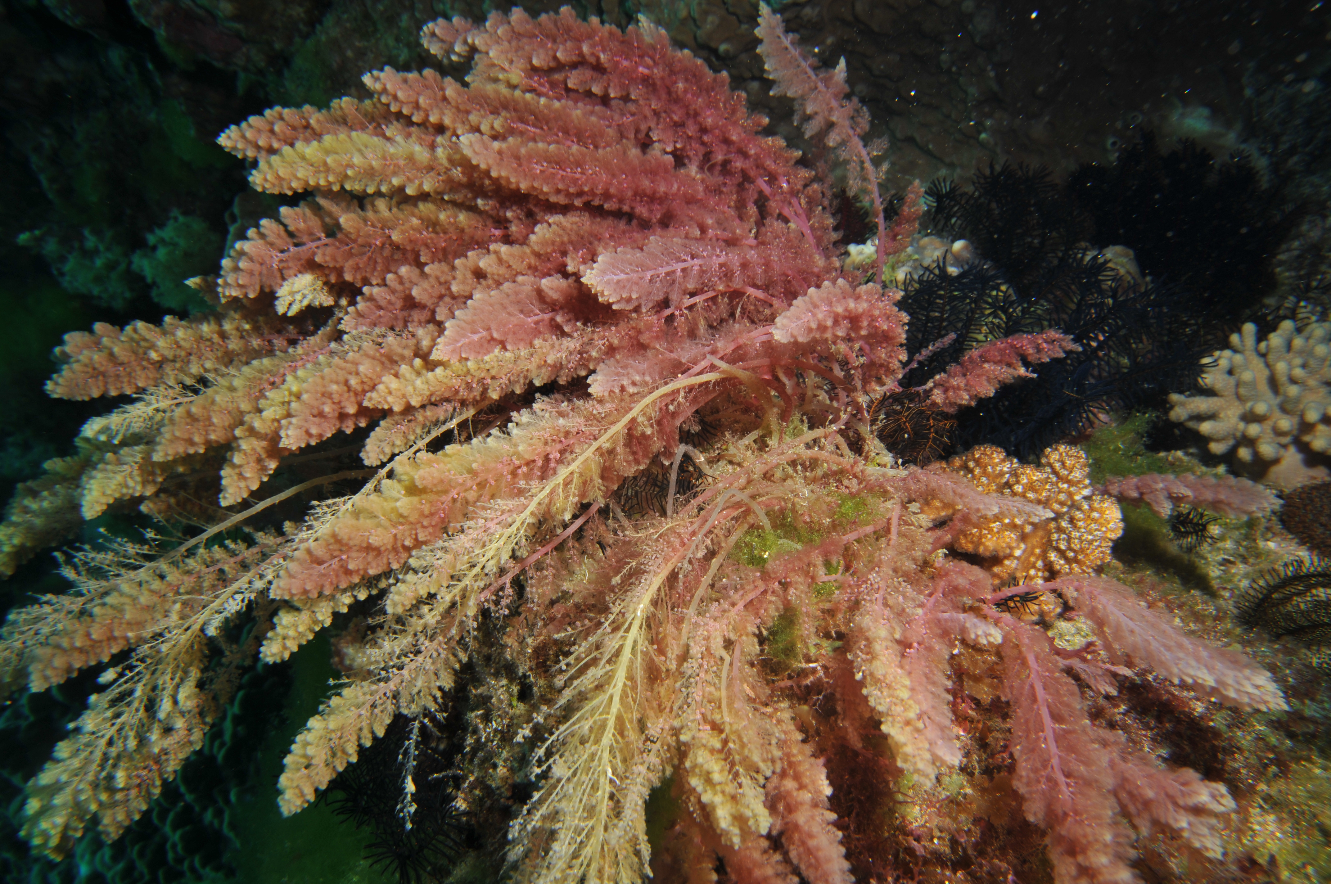 海藻對地球的貢獻
