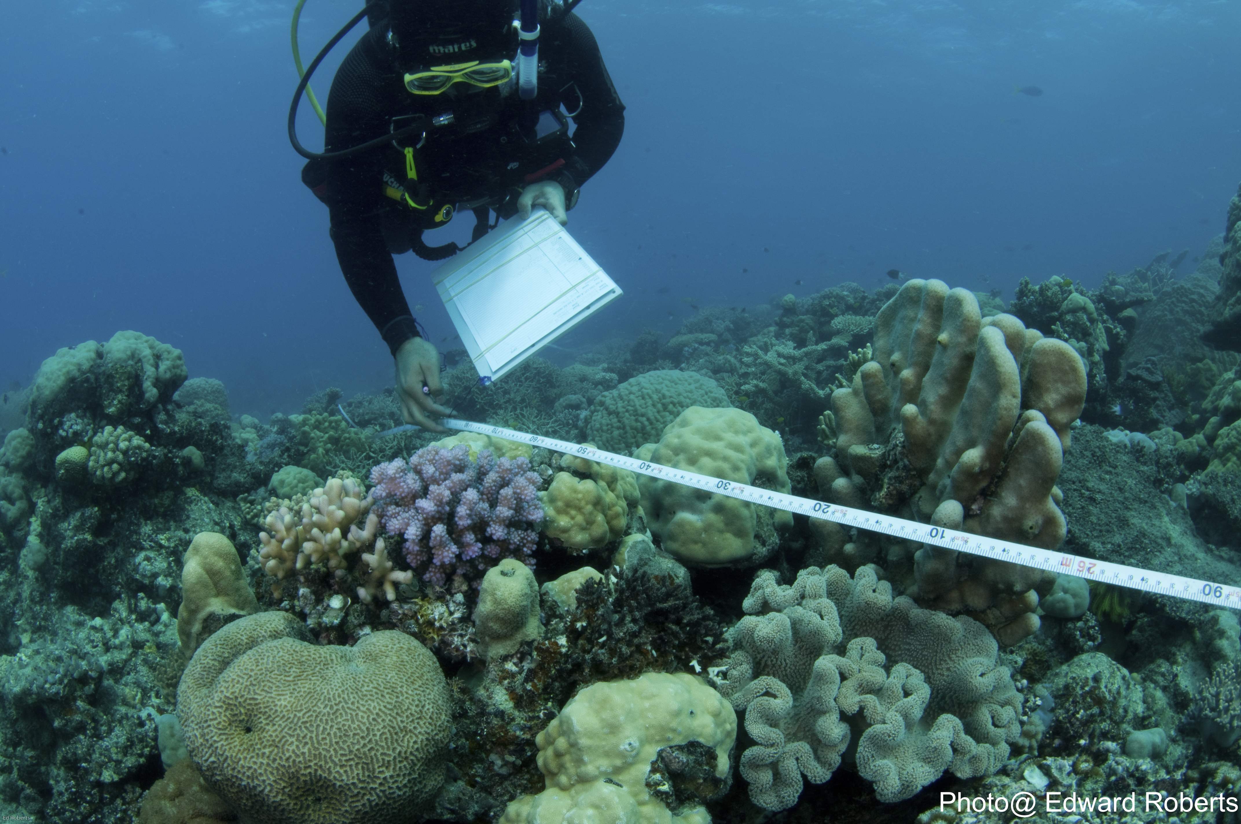 珊瑚族群調查另一章