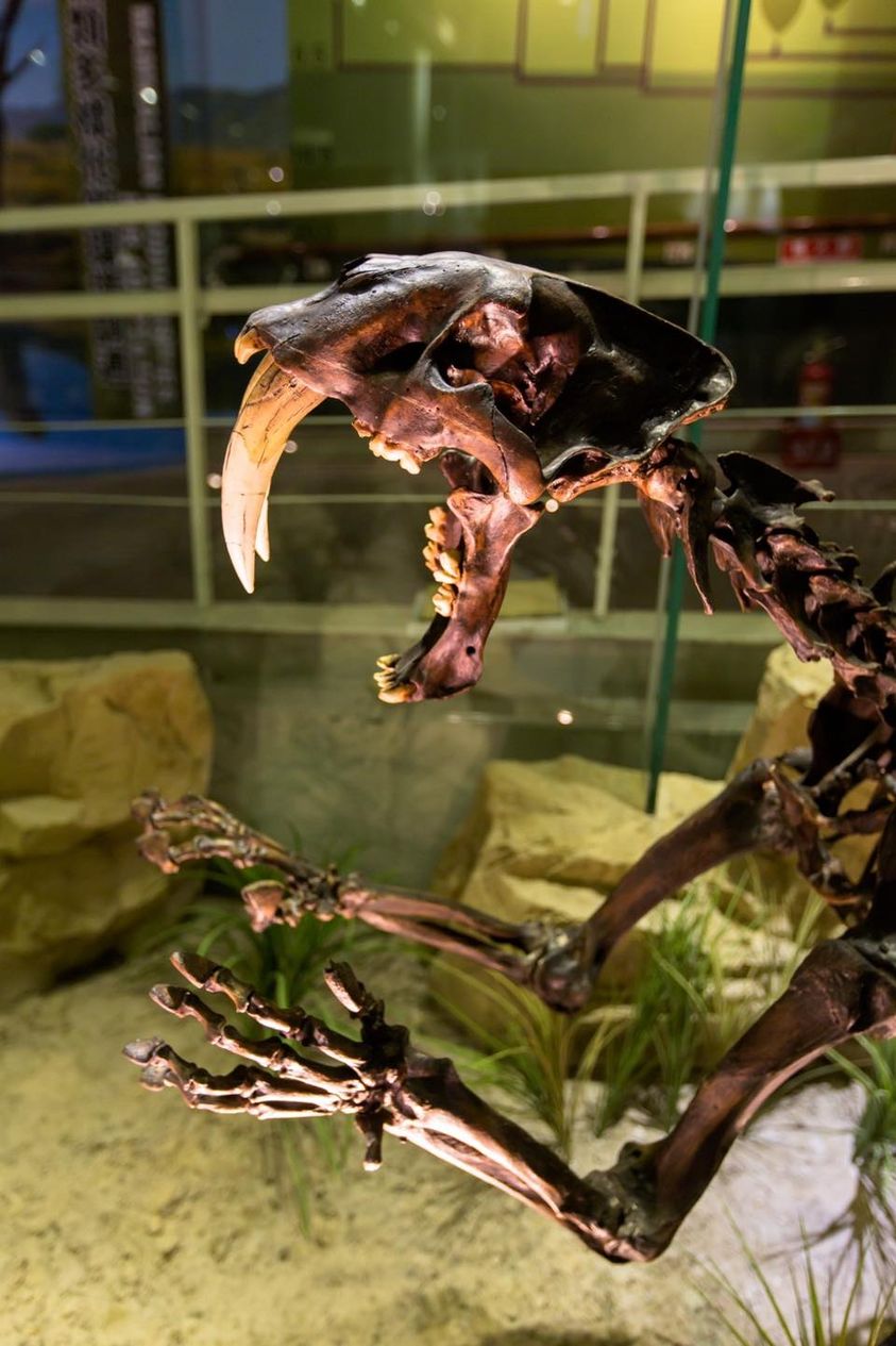 南台最大考”骨”博物館 樹谷生活科學館