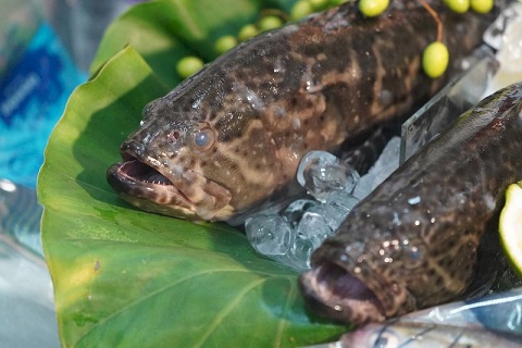 屏東食農教育龍膽石斑魚丸DIY，好吃又好玩！