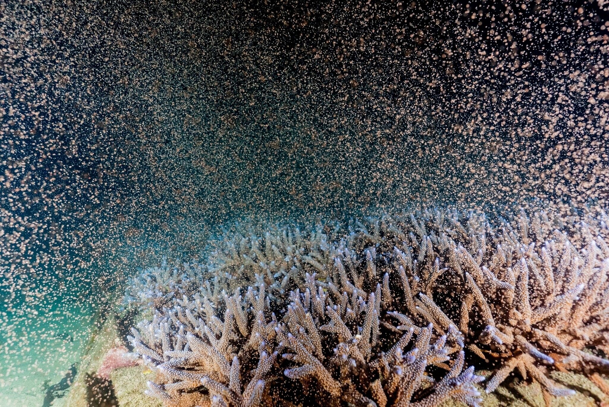珊瑚礁復育有成 澎湖海上花園吸睛