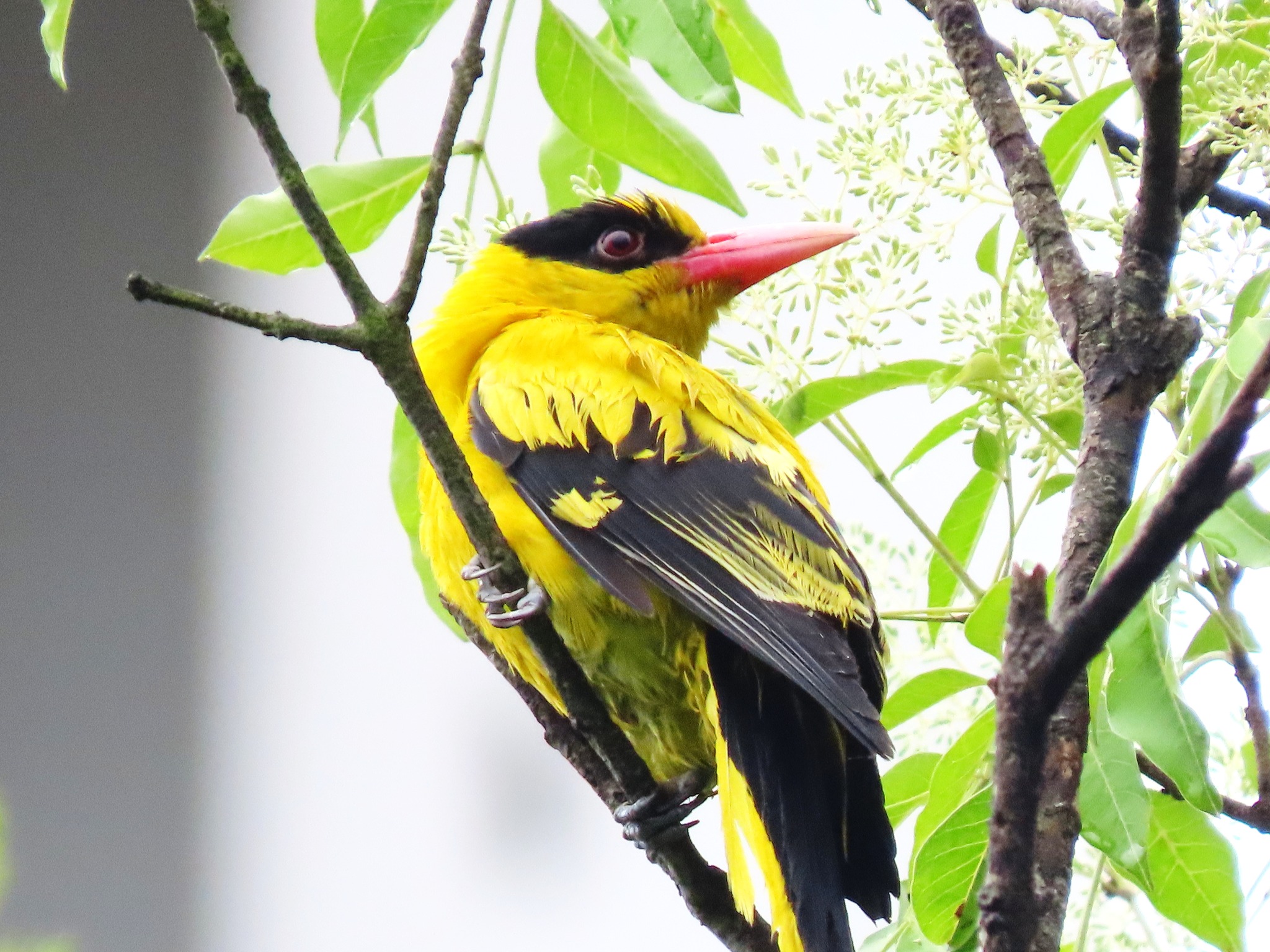 小黃鸝鳥大計畫