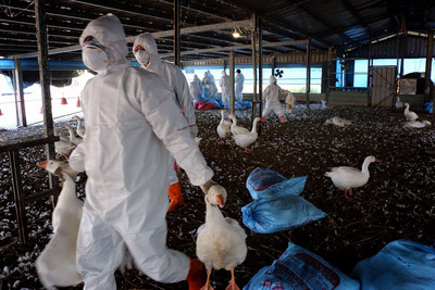 禽流感病毒變異快 增禽傳人風險