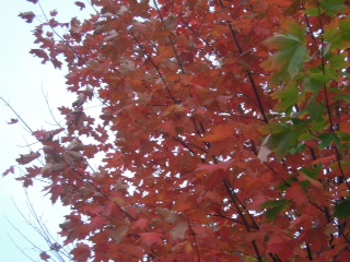秋意濃　楓樹紅