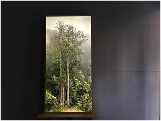 台灣杉，撞到月亮的樹，全球唯一手作燈箱公益拍賣