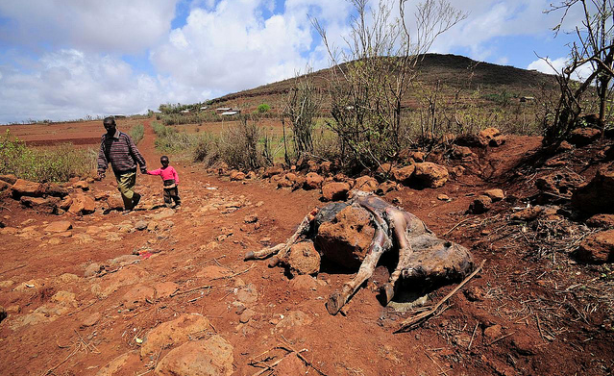 東非乾旱嚴重 爆發大饑荒危機再現