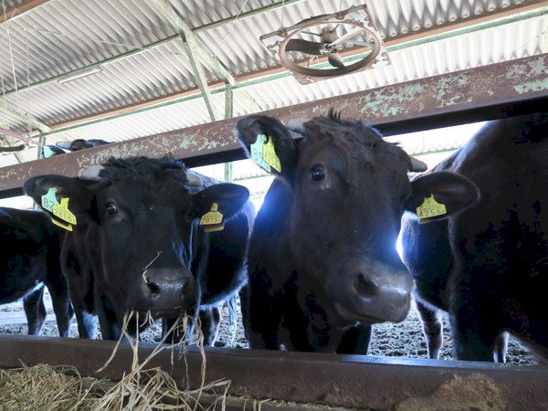 中國解禁 日本牛肉隔18年將重回中國市場
