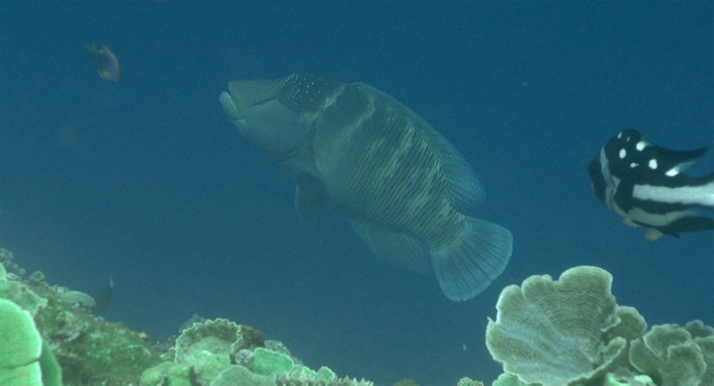 太平島生態調查曝光 龍王鯛讓學者驚喜