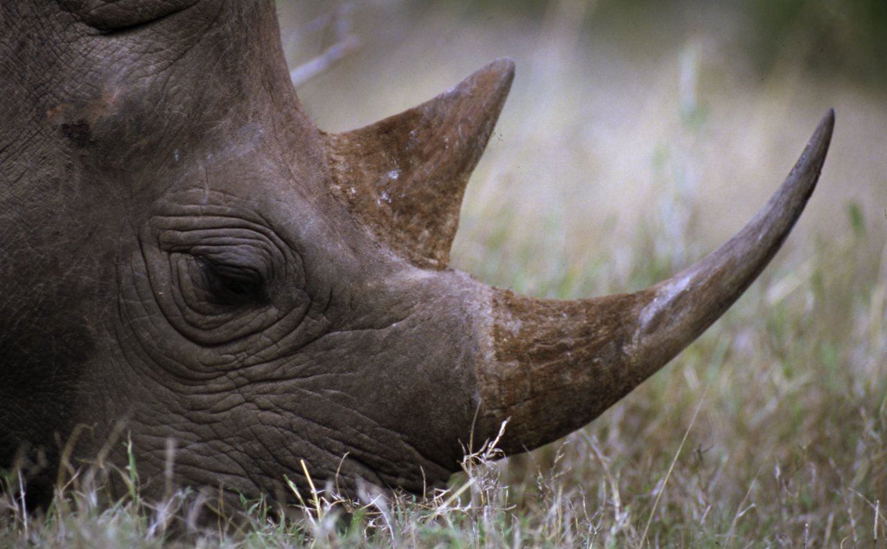 南非盜獵犀牛角情況 今年上半年減緩