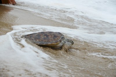 保育有成 海龜產卵再現東沙
