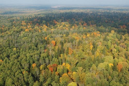 歐洲法院下令波蘭 立即停止砍伐原始林