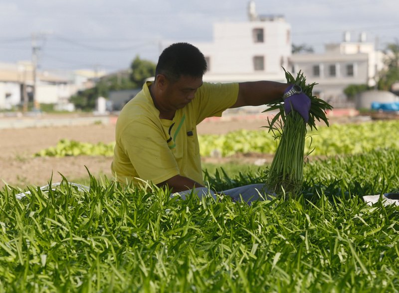 7月CPI年增0.77% 蔬菜漲最多