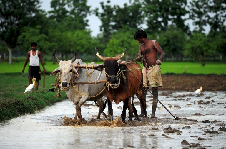 研究：暖化致印度農民升高自殺率