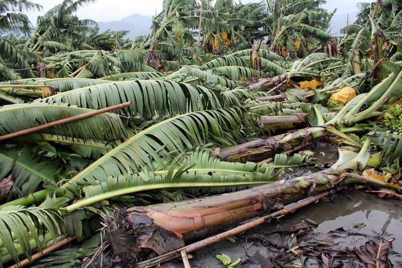 颱風農損 農委會統計已逼近5億