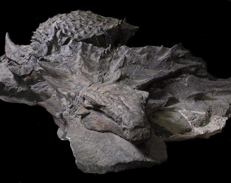 化石美又完善 牠堪稱恐龍界蒙娜麗莎