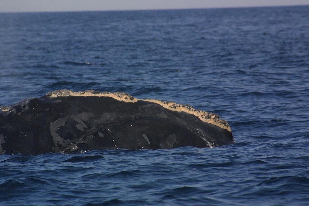 瀕臨絕種鯨魚遭纏死 加拿大全力保護