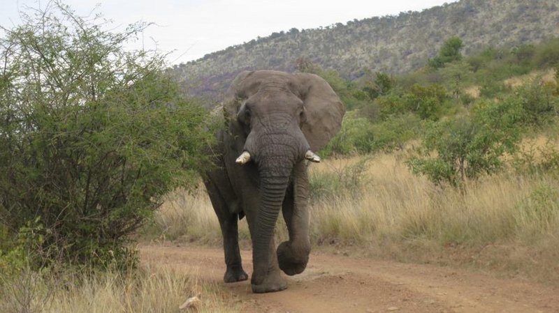 馬拉威2年搬520隻大象 創歷史紀錄