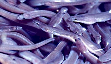 鰻魚價值增 美打擊非法捕撈幼鰻