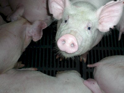 毛豬均價創新高 農委會擬限縮冷凍商採購