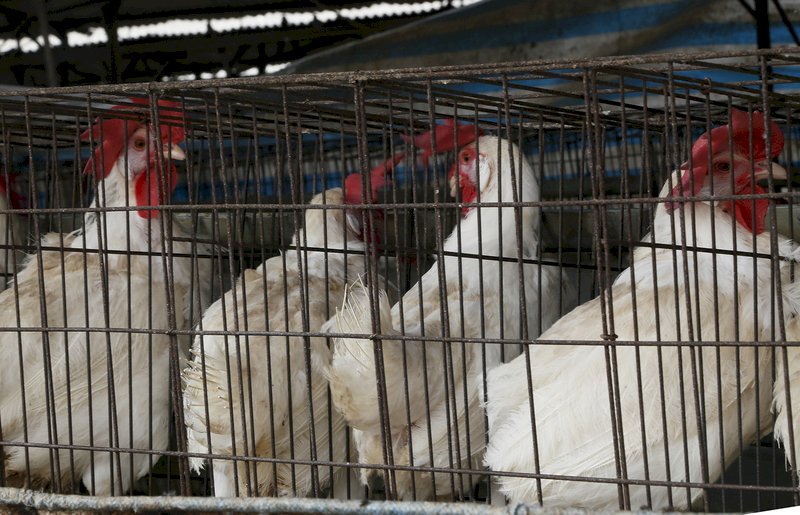 OIE：柬埔寨出現H5N6禽流感疫情