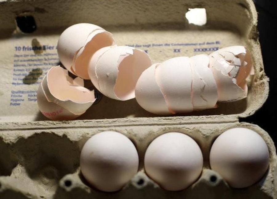 南韓60家環境親和型養雞場驗出毒雞蛋