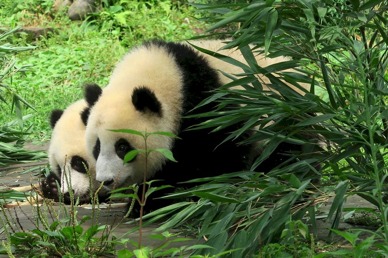中國擬設貓熊公園 面積3個黃石公園大