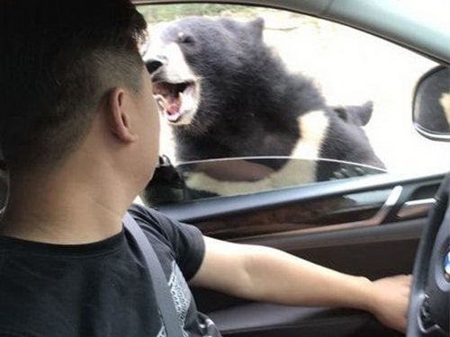遊客八達嶺動物園開車窗 遭熊咬傷手臂