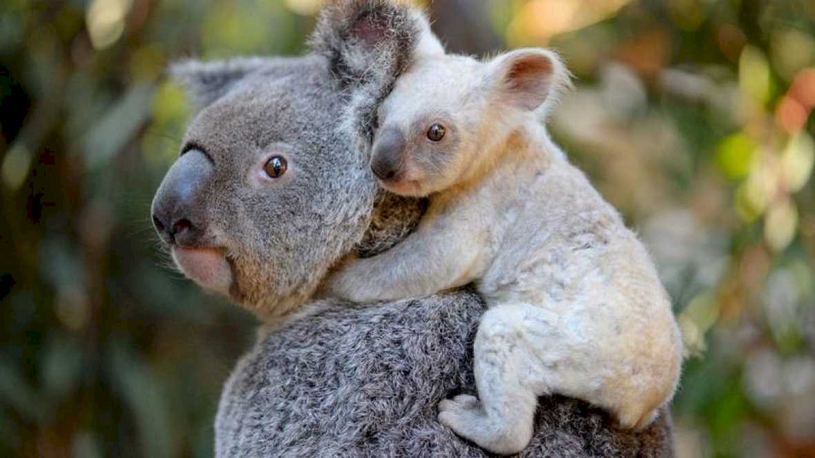 澳洲動物園添稀客 白色無尾熊模樣萌翻