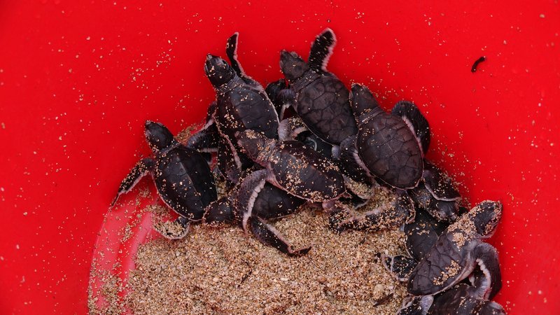 綠蠵龜上岸產卵孵化  墾管處第一次紀錄