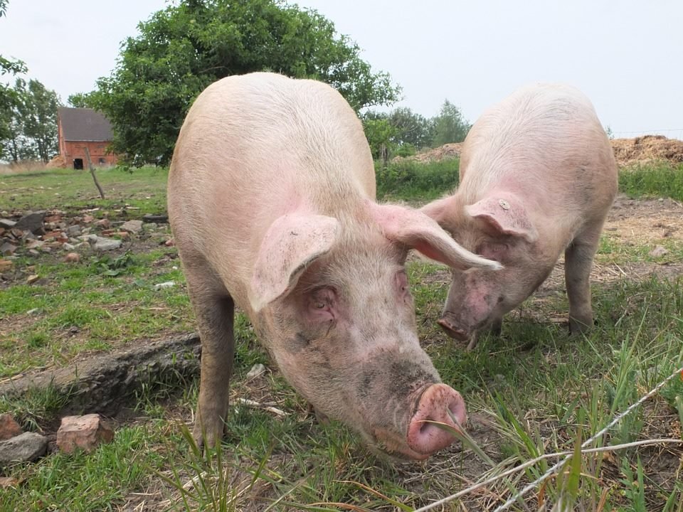 歐洲豬肉疑染E肝 食藥署：熟食才安全