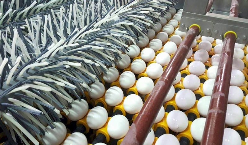 進口雞肉雞蛋 芬普尼列為邊境檢驗項目