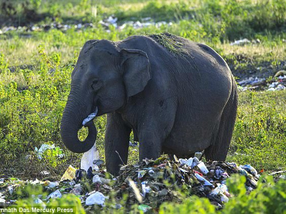 印度大象悲歌 吃垃圾塑膠袋維生