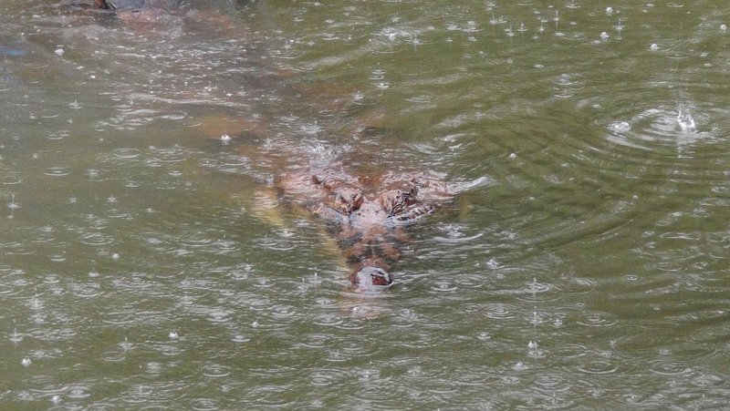 英記者斯里蘭卡度假 慘遭鱷魚襲擊喪命