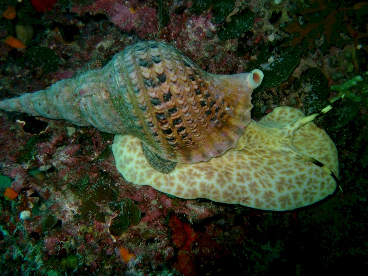 拯救大堡礁出奇招 澳擬釋放巨型海蝸牛