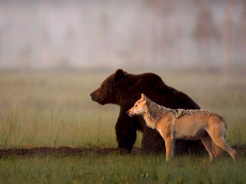 斯洛維尼亞降低明年獵殺熊狼數量